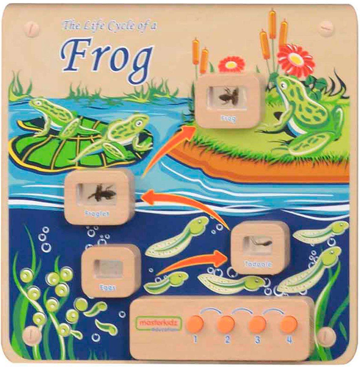 Cykl Życia Żaby Tablica Edukacyjna Masterkidz