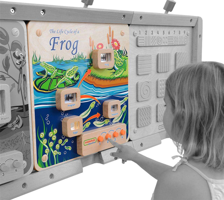 Cykl Życia Żaby Tablica Edukacyjna Masterkidz