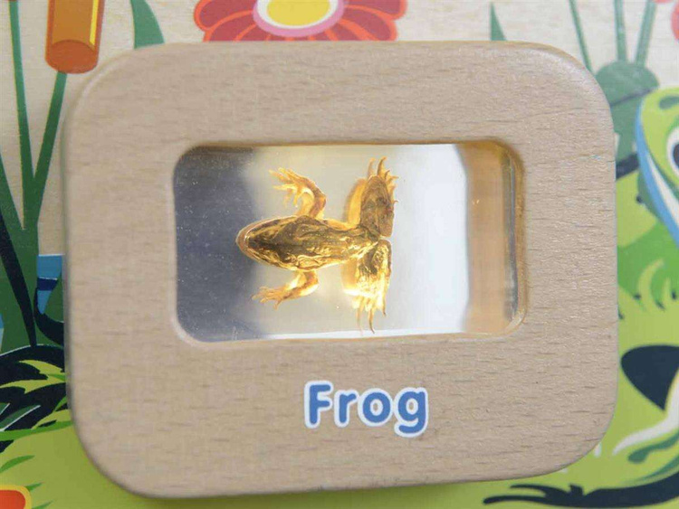 Cykl Życia Żaby Tablica Edukacyjna Masterkidz