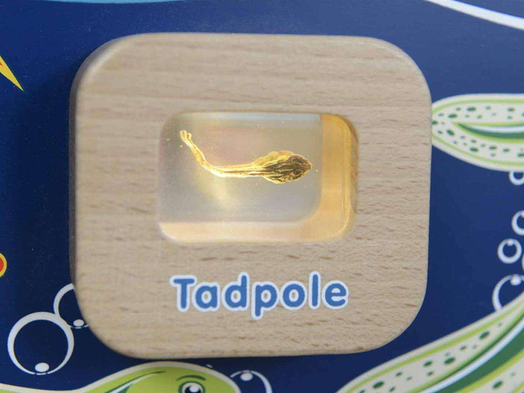 Cykl Życia Żaby Tablica Edukacyjna Masterkidz