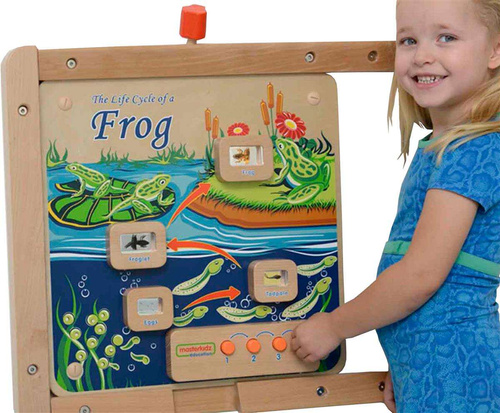 Cykl Życia Żaby Tablica Edukacyjna Masterkidz